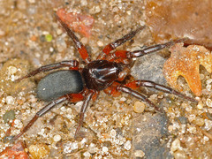 Gnaphosa bicolor