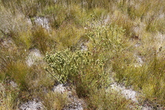 Stilbaceae