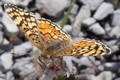 Phyciodes pallida