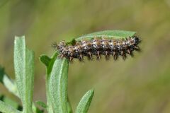 Melitaea phoebe