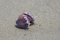 Hysteroconcha lupanaria
