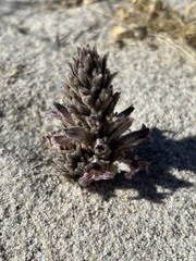 Aphyllon cooperi