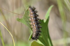 Melitaea phoebe