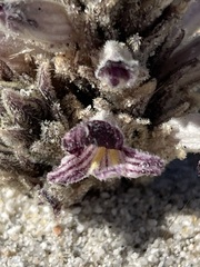 Aphyllon cooperi