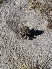 Aphyllon cooperi