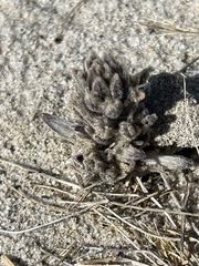 Aphyllon cooperi