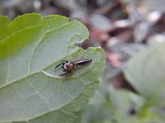 Cotinusa