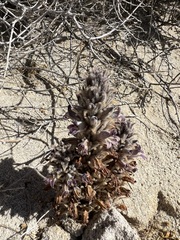 Aphyllon cooperi