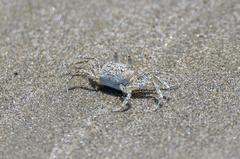 Ocypode gaudichaudii