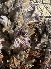 Aphyllon cooperi