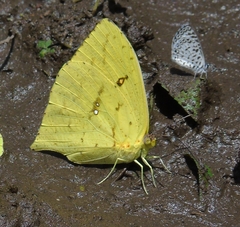 Phoebis neocypris