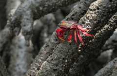 Goniopsis pulchra