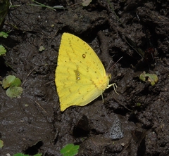 Phoebis neocypris