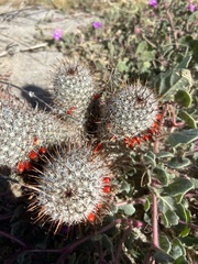 Mammillaria hutchisoniana