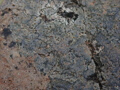 Caloplaca litoricola