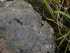 Caloplaca litoricola