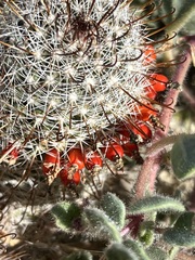 Mammillaria hutchisoniana