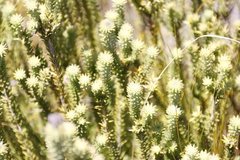 Stilbaceae