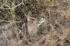 Artemisiospiza belli