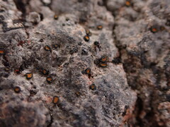 Caloplaca litoricola