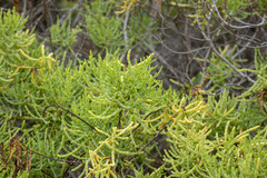 Salicornia fruticosa