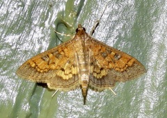 Nomophilini