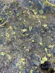 Limosella aquatica