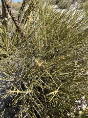 Ephedra californica