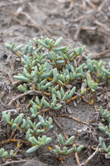 Sesuvium portulacastrum