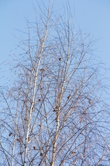 Acanthis flammea