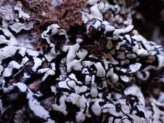 Hypogymnia enteromorpha