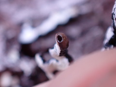 Hypogymnia enteromorpha