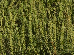 Ambrosia tenuifolia