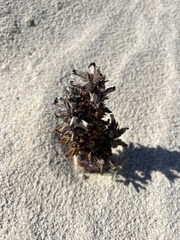 Aphyllon cooperi