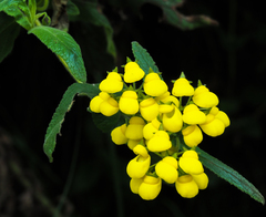 Calceolaria crenata