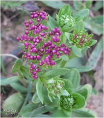 Centranthus ruber