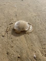 Dactyliophorae