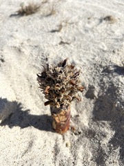 Aphyllon cooperi