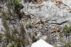 Pronolagus saundersiae