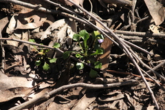 Viola sieberiana