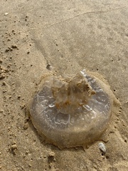 Dactyliophorae