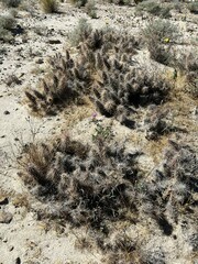 Grusonia kunzei