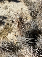 Grusonia kunzei