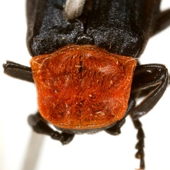 Calochromus ruficollis