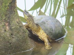 Colombian Wood Turtle photo 2