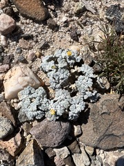 Psathyrotes ramosissima