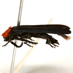 Calochromus ruficollis