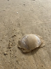Dactyliophorae