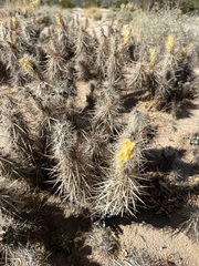 Grusonia kunzei
