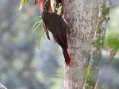 Lepidocolaptes lacrymiger